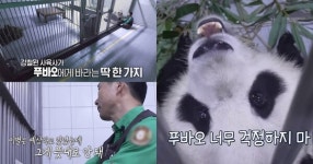 준비된 이별, 그게 뜻대로 안 돼 푸바오 할부지 강철원 사육사가 푸바오에게 바라는 딱 한 가지에 눈물이 왈칵 차오른다(동물농장)