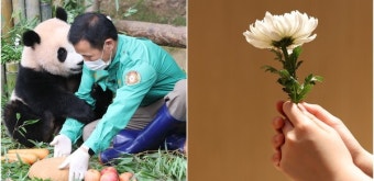 푸바오와의 이별을 앞두고 '푸바오 할부지' 강철원 사육사의 모친상이 알려졌고 헤아릴 수 없는 슬픔에 마음이 무너져내린다