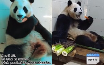 푸바오 중국 자이언트 판다 연구센터 격리 생활 2주 차 영상이 공개됐는데 먹방 영상 말고도 콧바람 쐴 수 있는 푸른 '이 공간'에 머리가 상쾌해진다