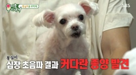 심장에 종양… 반려견 몽실이 시한부 판정이 믿기지 않는 최진혁, 이별 준비하며 보게 된 사진 한장은 너무 큰 슬픔이었다