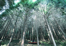 가을이니 떠나자! 서울에서 차 타고 금방인데 편백나무 숲+고느적한 바다+생태숲 다 품고 있는 이곳은 대체 어디일까?