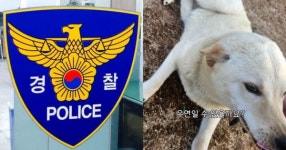 발목 4개 모두 절단된 채로 발견된 백구: 지금까지 생존해 온 방법은 듣자마자 탄식 내뱉게 된다