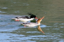하남시 당정섬, 호사비오리 등 희귀 겨울철새 개체 수 증가