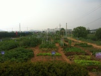 광명시, 2015년 시민 주말농장 텃밭분양