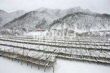 인제군 코레일과 용대리황태덕장 트래킹 관광 실시