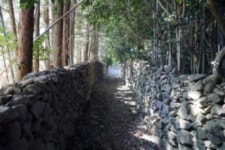 숲으로 가는 길