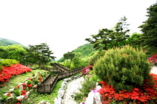 메르스 면역력 높이는 청정자연의 숲 양평 쉬자파크로 GOGO!