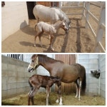 구미시승마장, 한달새 암망아지 2마리 출생