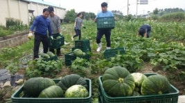 영암군 금정면, 미경작 유휴지에서 영그는 나눔의 정