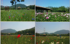 인천대공원, 야생초화 힐링 산책길 돋보여