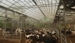 남양주시, 축사안개분무시스템 폭염 속 효자노릇