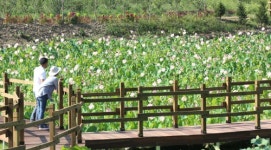 인제군, 꿈이 있는 들꽃마을 조성