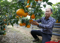 태안군, 최고급 귤 황금향 재배 최적지로 각광