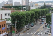 수원시, 가로수 조성방법 소개한 매뉴얼 발간