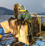 태안군, 청정해역에서 자란 곰피 수확 한창