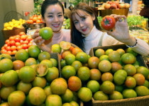신세계 제철 맞은 대저 토마토 맛보세요