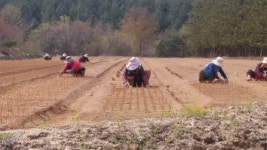춘천국유림관리소, 화천산간양묘장 운영