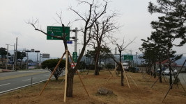 영암군, 나무은행 수목기증자 일제조사 추진