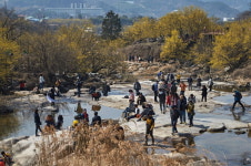 구례군, 봄날의 왕관 산수유꽃축제 개최