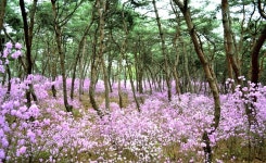 여주 세종대왕릉 진달래 동산 특별 개방