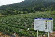 평창군, 오륜 감자 동계올림픽과 연계해 지역 특화작목으로 육성