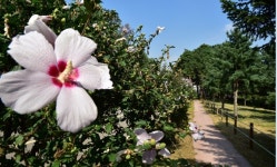 수원시, 무궁화 특화도시 조성 기본계획 수립용역 중간보고회 개최