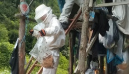 양평 소방서 벌집 제거 요청 급증¨벌 쏘임 주의하세요