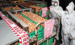 경북서도 4곳 농장서 살충제 계란 확인