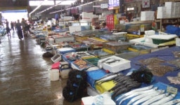 수원시농수산물도매시장 수산물 10종, 방사능 검사 합격