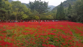 영광군, 제17회 영광불갑산 상사화축제 개최