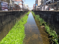 부천시, 수질개선사업으로 삼정천 자연생태하천으로 변모시켜