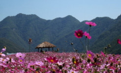 제8회 연천읍 코스모스 축제 개최