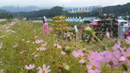 제11회 장천코스모스 축제 10일간 대성황