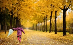 서울시, 총 연장 184.62㎞ 서울 단풍길 109선 선정·발표