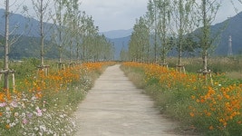 김해시, 상동 메타세콰이어 가로수 길 잔여구간 조성 착수 