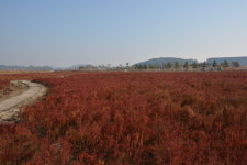 부안군, 줄포만 갯벌생태공원 염생식물원 색다른 단풍 각광