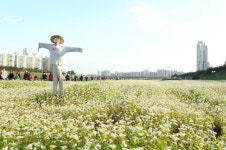 구로구, 내년 안양천․도림천 볼거리 더 풍성해 진다