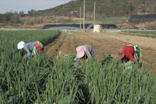 진도군, 겨울대파 적정가격 출하 적극 홍보