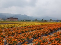 남원시, 허브체험관광농원 허브경관조성 한창