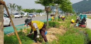 구미 장천면, 수채화 같은 코스모스길 기대하세요