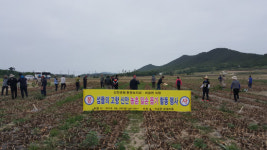 신안군청, 농촌일손돕기 봉사활동에 발벗고 나서