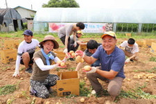 파주시 금촌1동, 이웃사랑 감자 나눔 실시