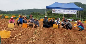 에브리원독서클럽 회원들 서산의 한 농가에서 감자캐기 봉사