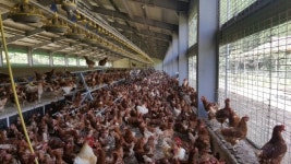 화순군, 축산 폭염피해 예방장비 긴급 지원