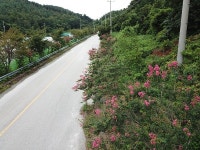 강릉시 성산면 배롱나무 꽃길 볼거리 제공