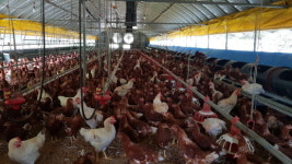 화순군, 동물복지농장 폭염에도 끄떡없어요