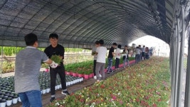 [포토뉴스] 원주시 문막읍 새마을회, 기증받은 겹채송화 문막시장길 조성
