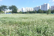 인천 남동구 수산동 메밀꽃 물결 장관, 도심의 특색 알려