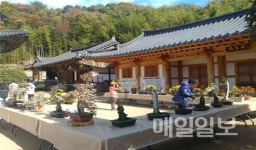 천년 고찰 부산 기장군 장안사, 국화 향기로 물들다