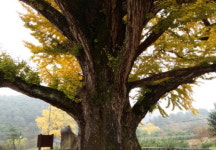 포천시 금동리 천년동안 마을을 지켜온 지동산촌마을 은행나무